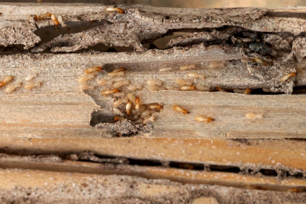 Best Termite Control Services  in Smackover, AR