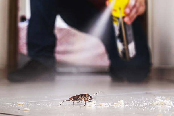 Best Local Pest Control Services  in Smackover, AR